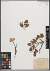 Foto von Salix reticulata L.